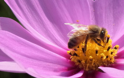 地球からミツバチが消えたら食料不足に陥ることを知っていますか？