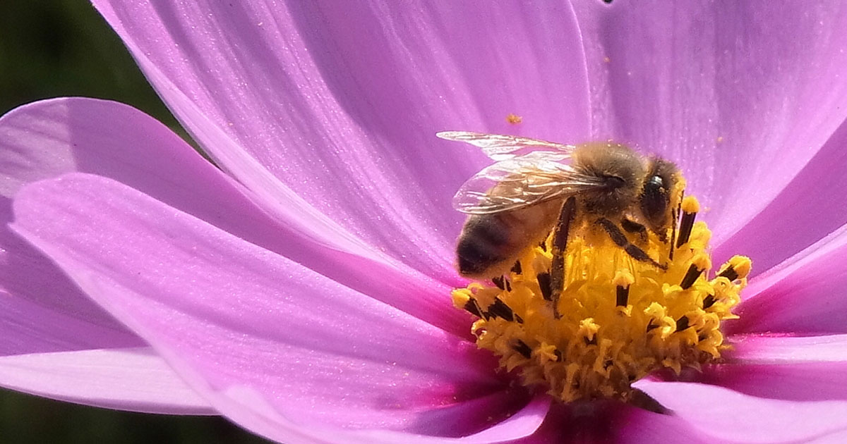 ミツバチは作物を実らせる大切な生き物です！