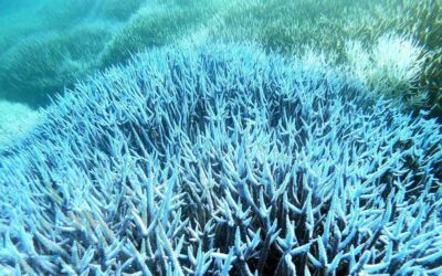 海洋酸性化でサンゴが消える！小さな生き物が溶ける！